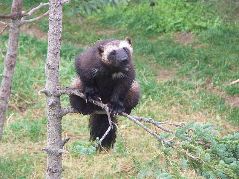 Lac Saint-Jean - Zoo sauvage de St-Félicien