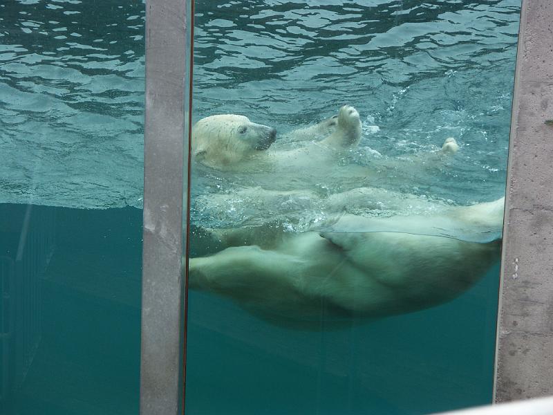 Lac Saint-Jean - Zoo sauvage de St-Félicien
