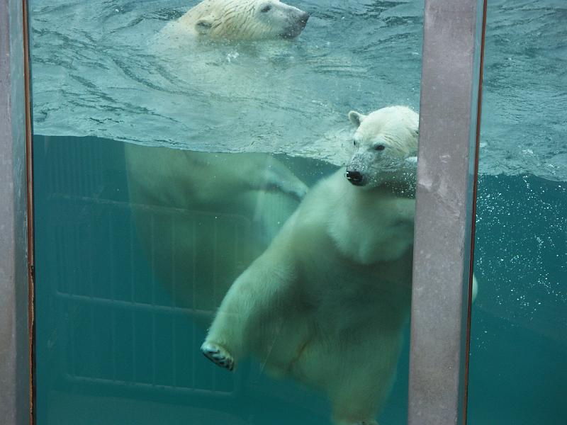 Lac Saint-Jean - Zoo sauvage de St-Félicien
