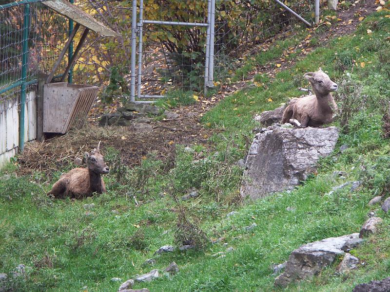 Lac Saint-Jean - Zoo sauvage de St-Félicien