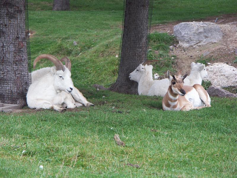 Lac Saint-Jean - Zoo sauvage de St-Félicien