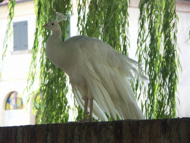 Riviera del Brenta, Villa Wildmann-Foscari