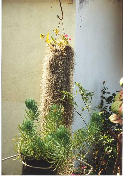 La Réunion, cheveux d'ange