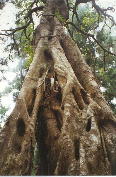 La Réunion, baobab
