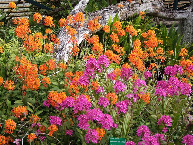 Conservatoire-jardin botanique des Mascarins, orchidées