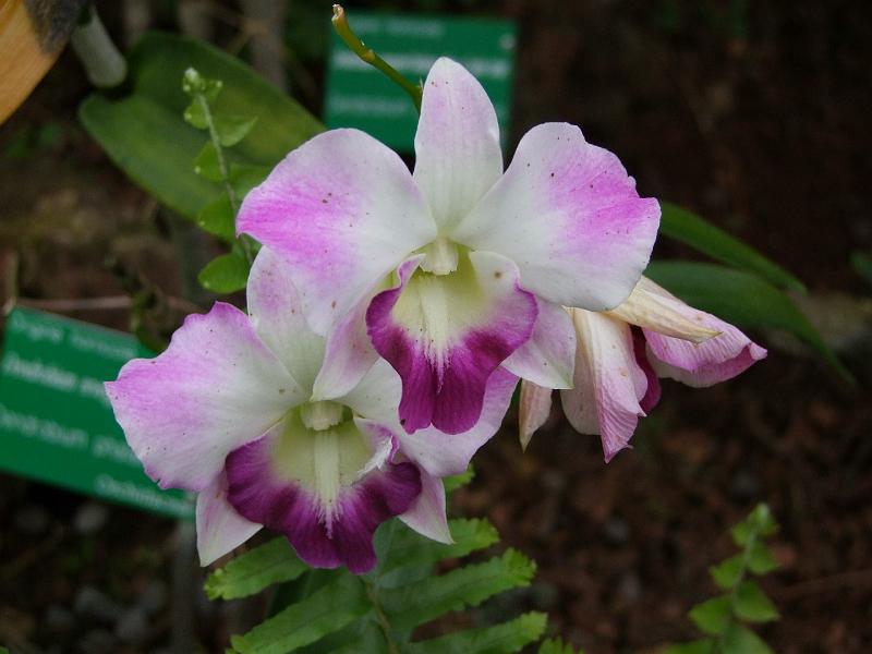 Conservatoire-jardin botanique des Mascarins, orchidées