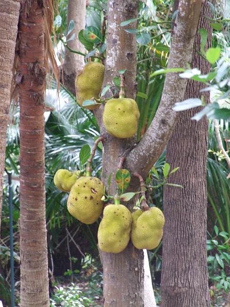Conservatoire-jardin botanique des Mascarins, jaquier