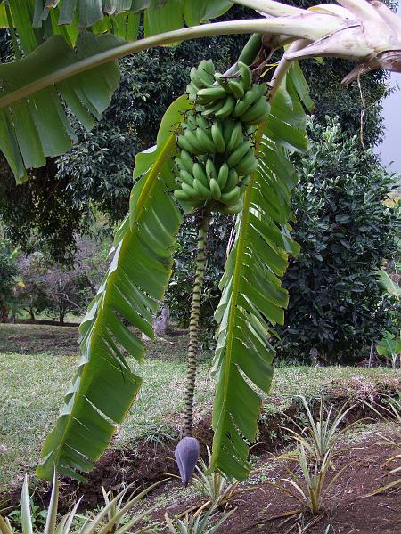 Conservatoire-jardin botanique des Mascarins, bananier