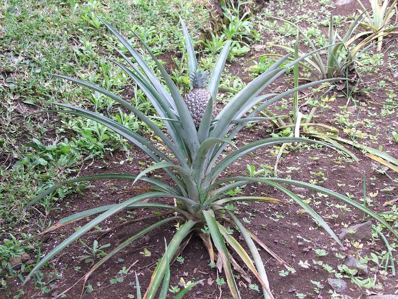 Conservatoire-jardin botanique des Mascarins, pied d'ananas