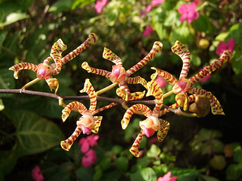 La Saline, orchidées