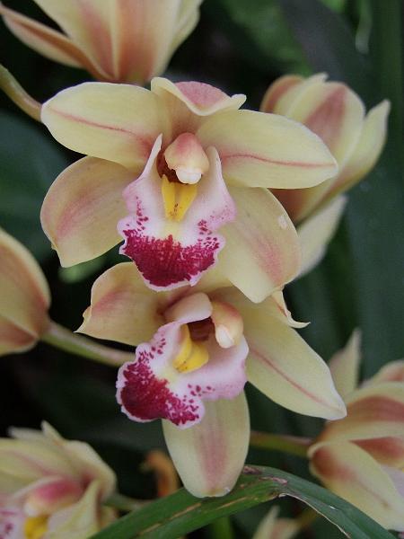La Saline, orchidées