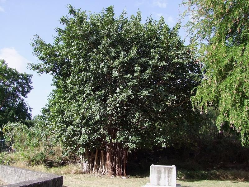 La Grande Chaloupe, Le Lazaret I, banian