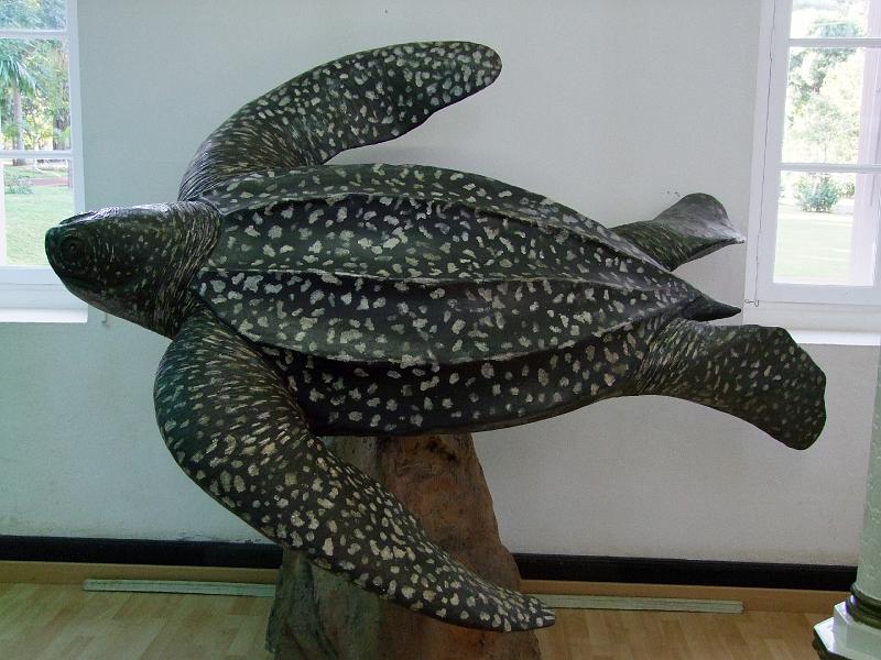 Saint-Denis, Museum d'Histoire Naturelle