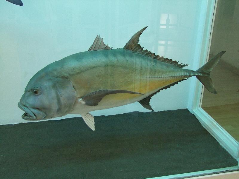 Saint-Denis, Museum d'Histoire Naturelle