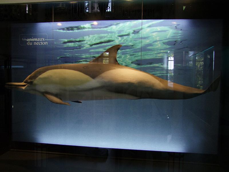 Saint-Denis, Museum d'Histoire Naturelle