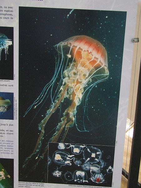 Saint-Denis, Museum d'Histoire Naturelle