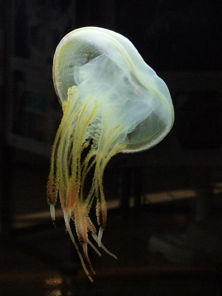 Saint-Denis, Museum d'Histoire Naturelle