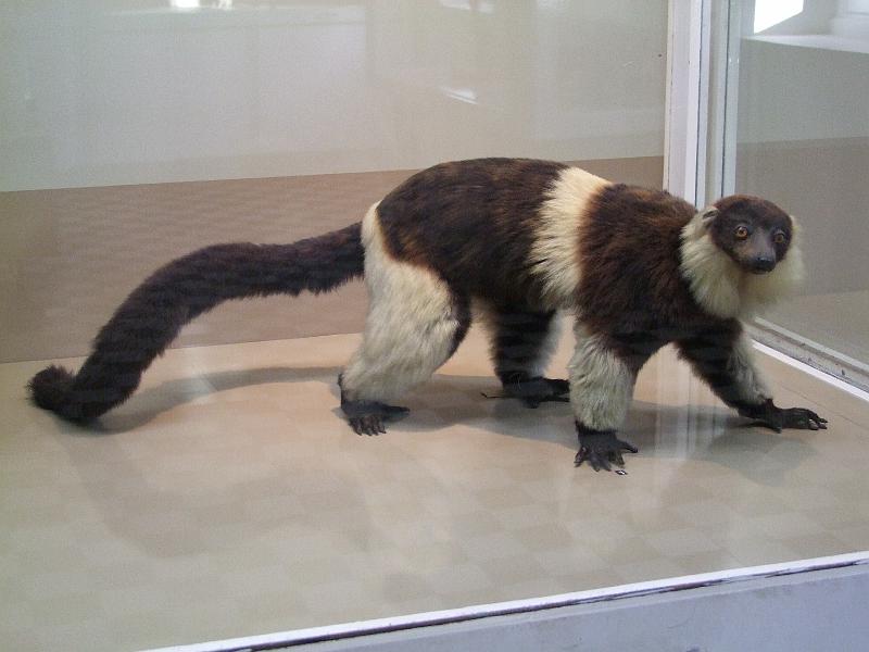 Saint-Denis, Museum d'Histoire Naturelle