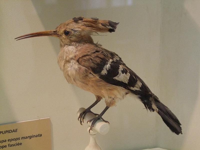 Saint-Denis, Museum d'Histoire Naturelle