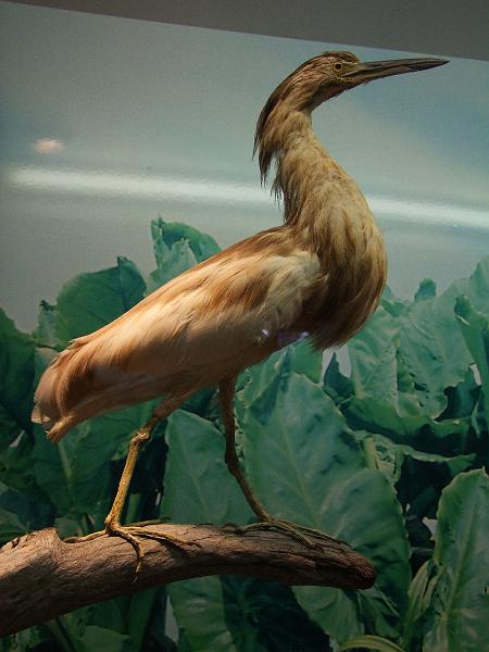 Saint-Denis, Museum d'Histoire Naturelle