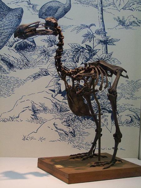 Saint-Denis, Museum d'Histoire Naturelle