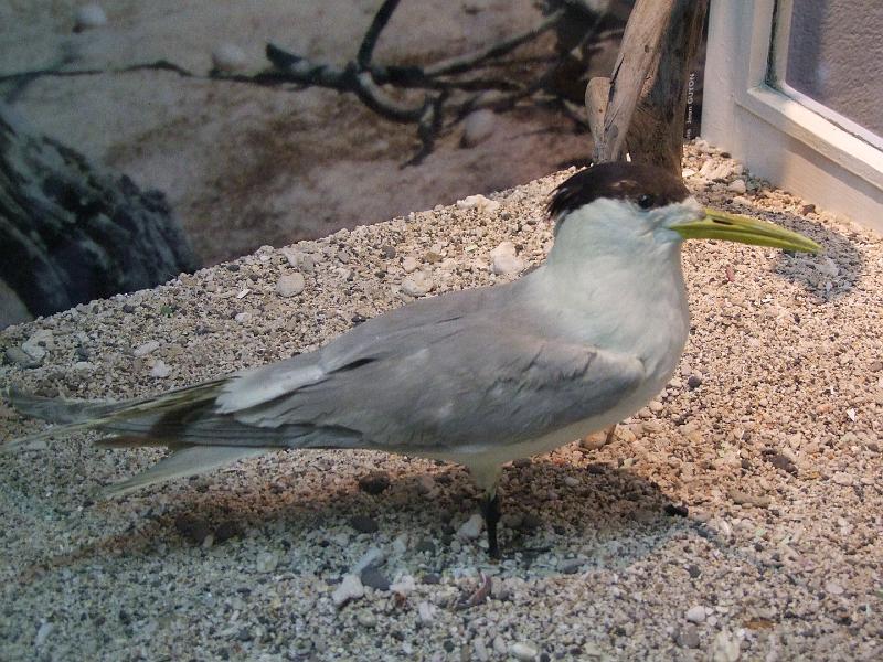 Saint-Denis, Museum d'Histoire Naturelle