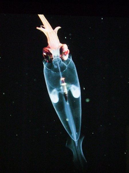 Boulogne-sur-Mer, Nausicaä