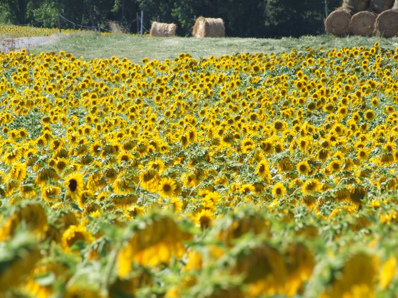 Charente, tournesols