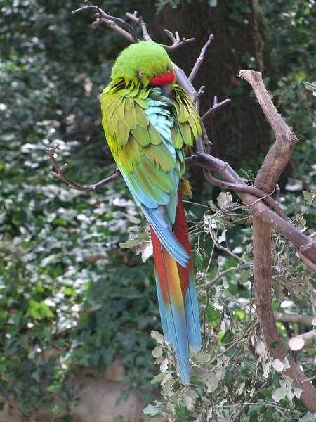 Zoo de La Palmyre