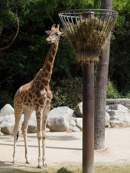 Zoo de La Palmyre