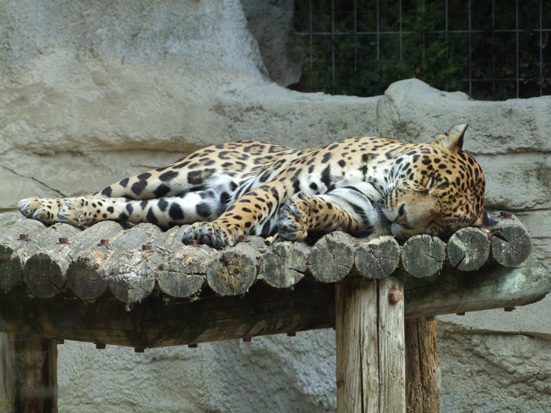 Zoo de La Palmyre