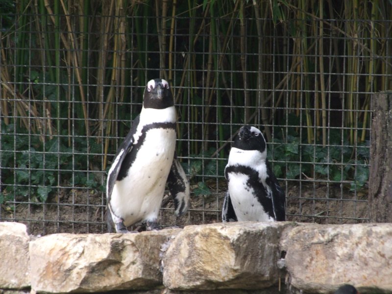 Zoo de La Palmyre