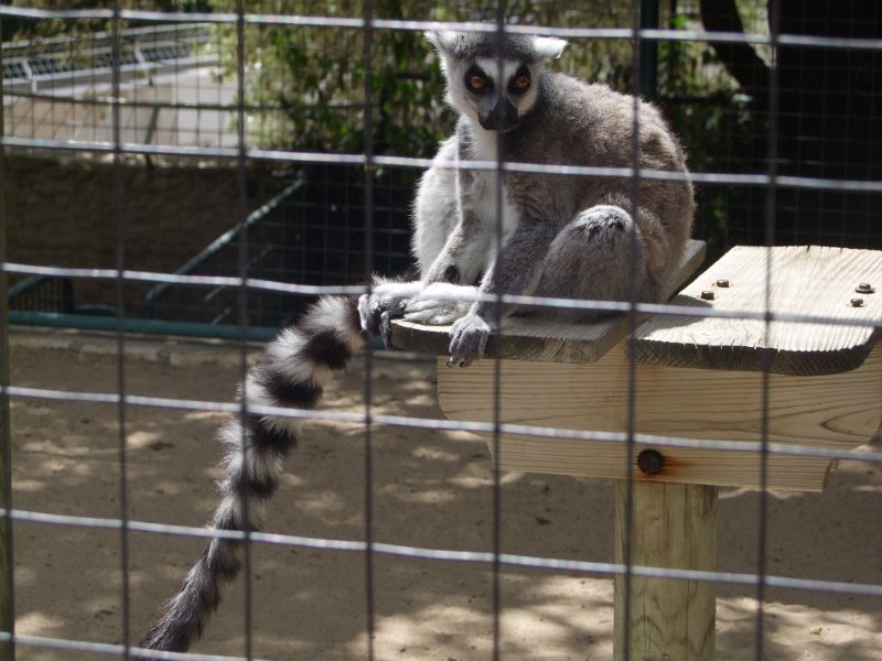 Zoo de La Palmyre