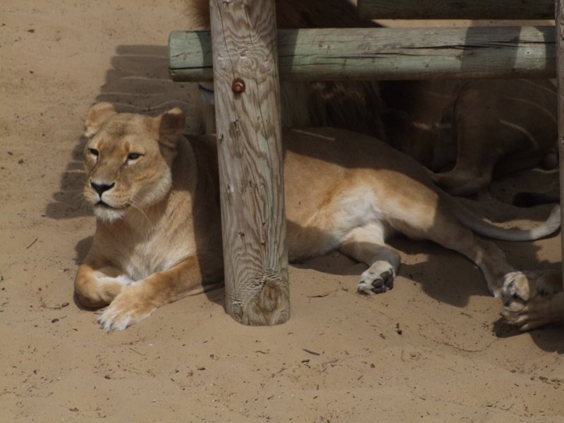 Zoo de La Palmyre