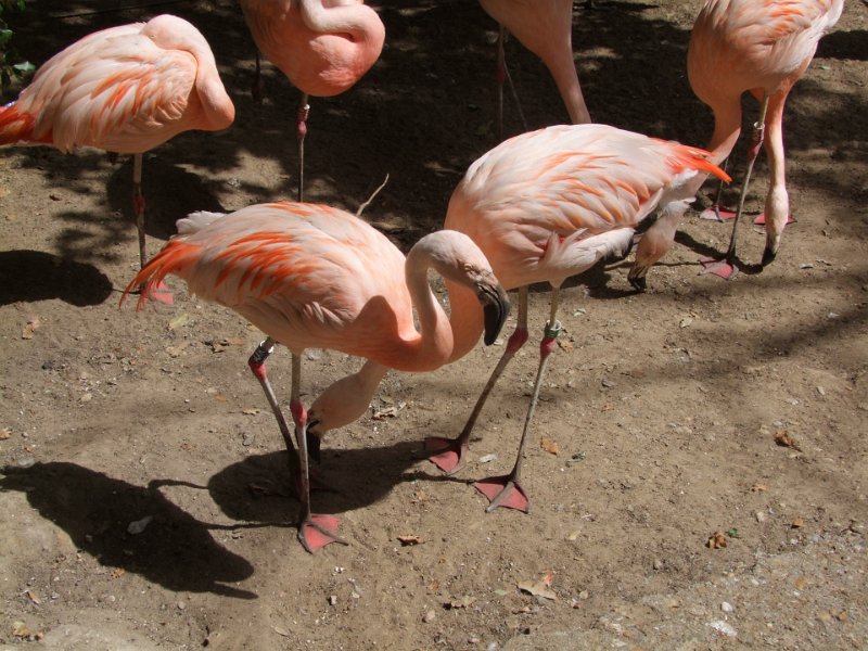 Zoo de La Palmyre