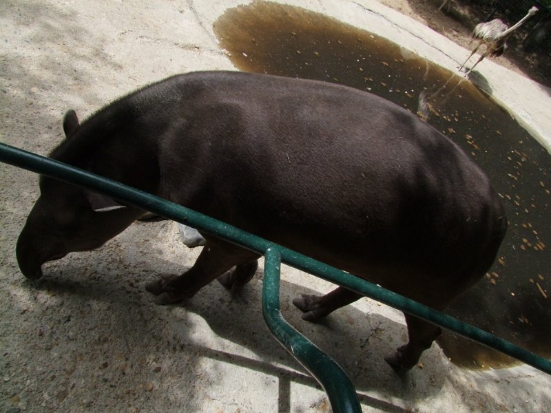 Zoo de La Palmyre