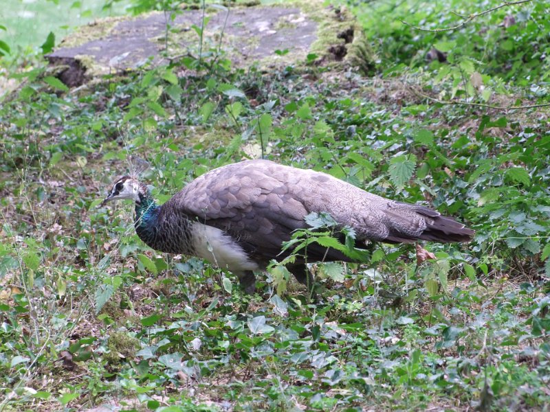 Zoo de La Palmyre
