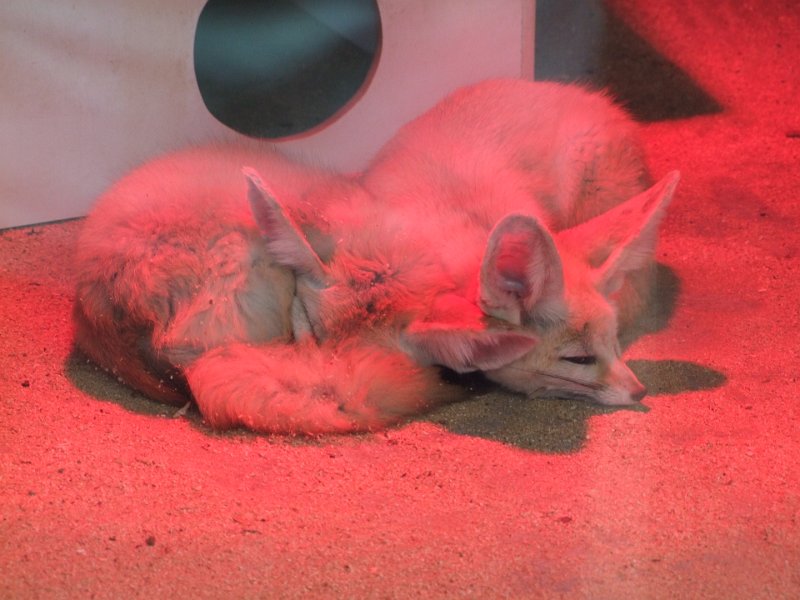 Zoo de La Palmyre