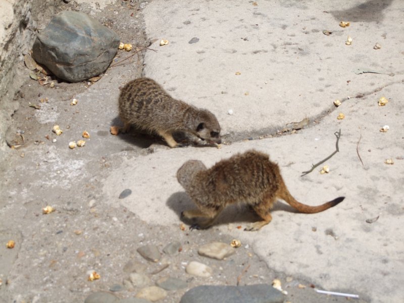 Zoo de La Palmyre