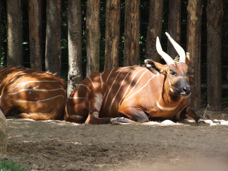 Zoo de La Palmyre