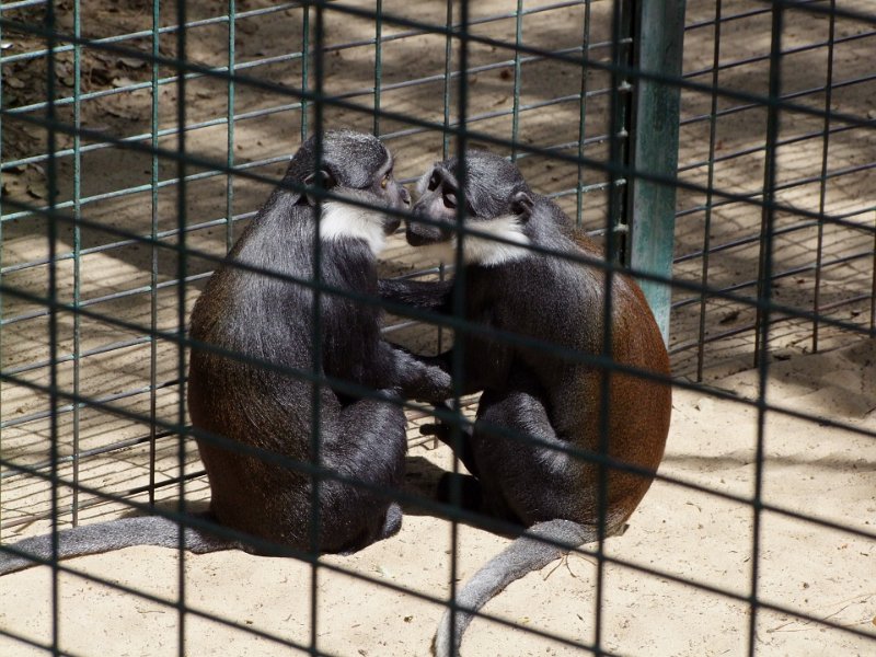 Zoo de La Palmyre