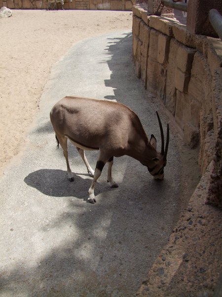 Zoo de La Palmyre
