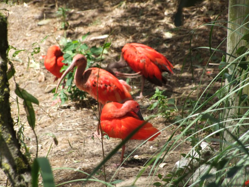 Zoo de La Palmyre
