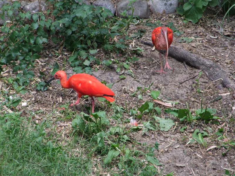 Zoo de La Palmyre