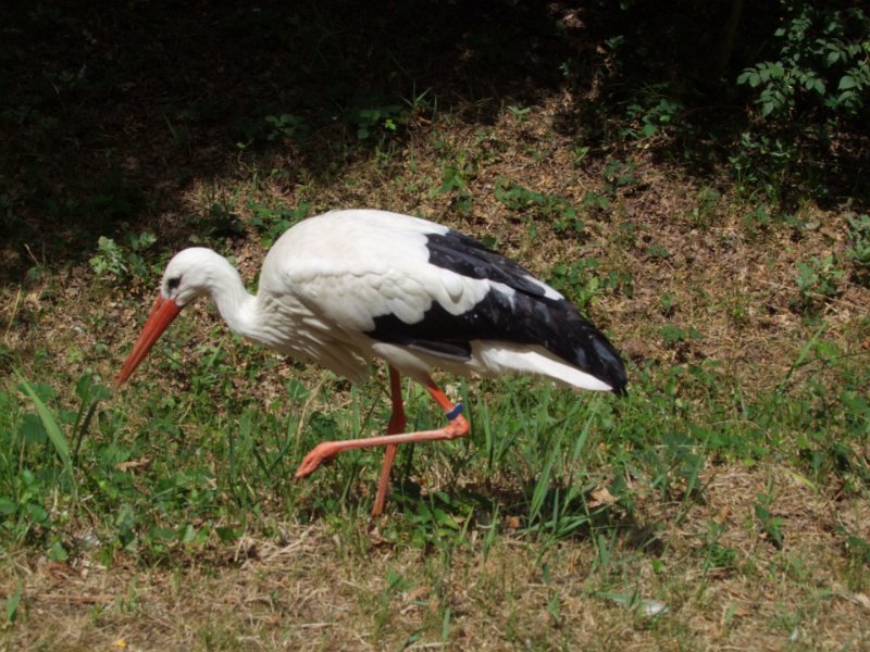 Zoo de La Palmyre