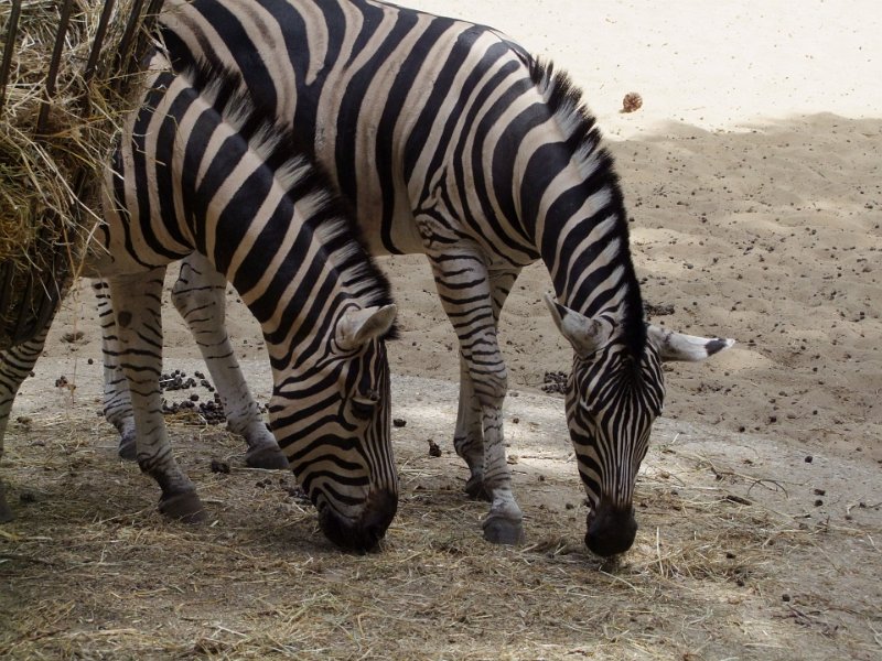Zoo de La Palmyre
