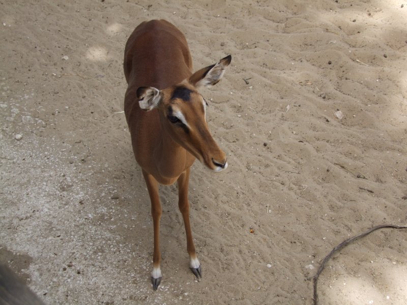 Zoo de La Palmyre