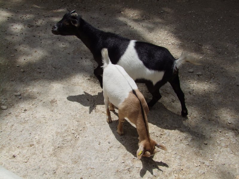 Zoo de La Palmyre