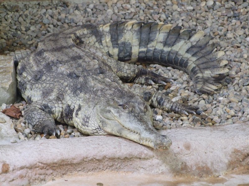 Zoo de La Palmyre