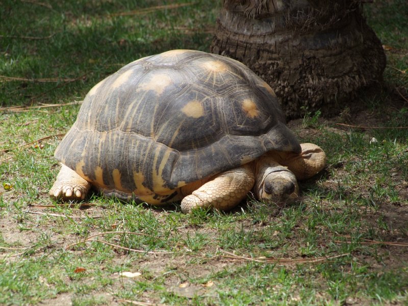 Zoo de La Palmyre